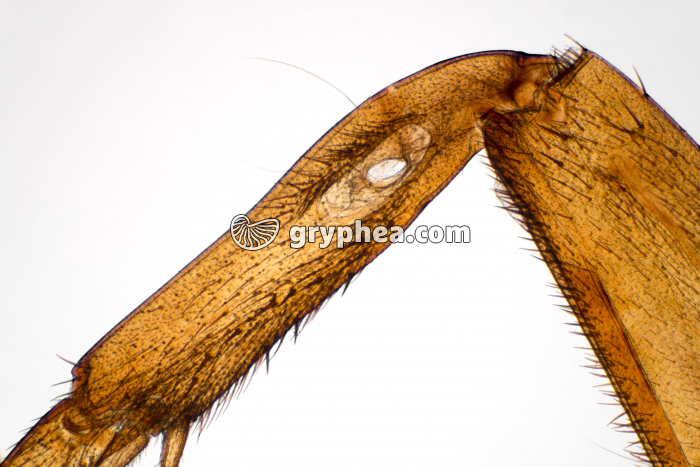 Patte antérieure de Grillon avec tympan x 8 - gryphea.org